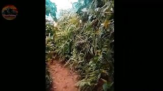 Trekking sentul bogor
