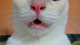 Funny Animals Try Not To Laugh | Funny Animals #catlovers #doglovers #animalslovers