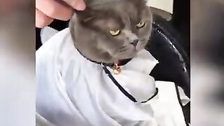 Funy Cats
