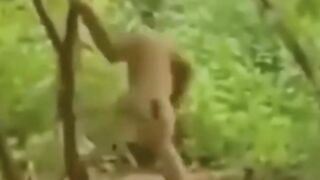 Compilation moments in People animais short