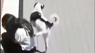 Thug life dog Funny Video