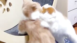 Cute_cats_video_frog_animals_Fun