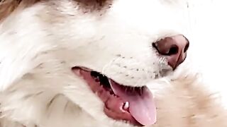 Beautiful pet