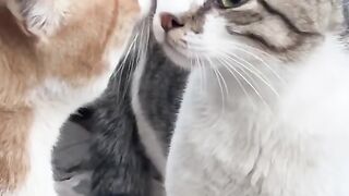 Funny cats video