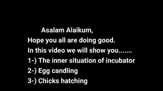 Egg Candling Process From Day 1 To 21|Egg Hatching Process|Incubator Result