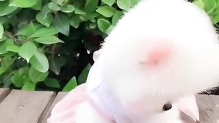 My Cute Kitty // Baby Cat