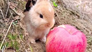 Rebbiet eating