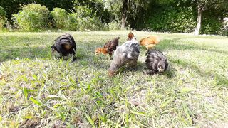 lovely chicks
