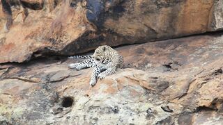 Leopard in resting mood