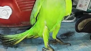 A  talking parrot