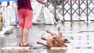 Funny animais vídeo compilation 2022