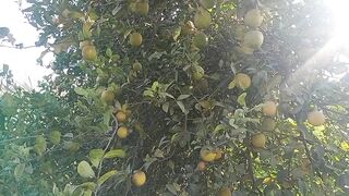 Orange vareity tree