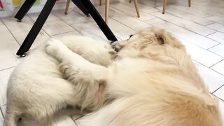 Funny golden dogs