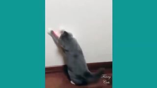 Funniest Animals 2022 ???? Funniest Cats and Dogs ???????? Part 1
