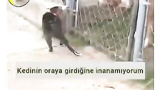 Most papolar funny video, ???? vsdogs funny video
