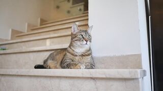 cat animal
