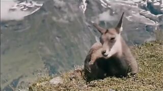 unbelievedable eagle caching mountain goat