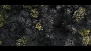 The Forest | Cinematic Drone Footage
