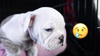 Why crying my dog