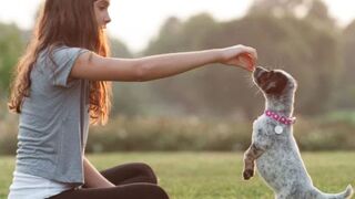 Train Your Puppy