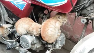 Little cat's