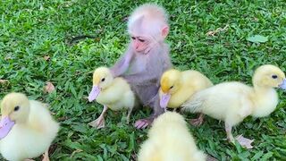 Funny baby Reaction to Duckling in the pool