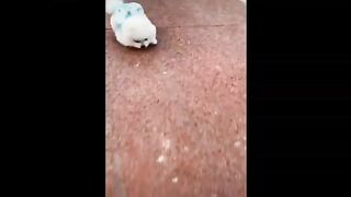 Funny and Cute Pomeranian Videos #1 | Cutest Puppies