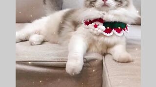 Funny Christmas cats (Tik Tok)