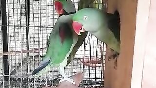 Talking parrot ????
