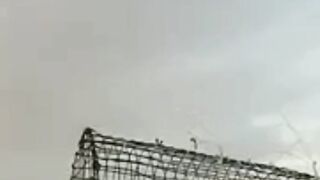 Easy Trap birds falcon