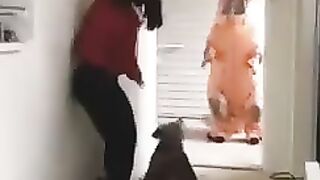 Dogs funny video.!