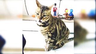 Funny Cats -Cute Cats ????.