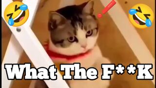 ?????????????????Cute Funny Cat Moments ??????????????2024