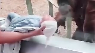 A kind Of Animals