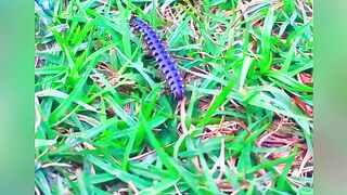 Little creature