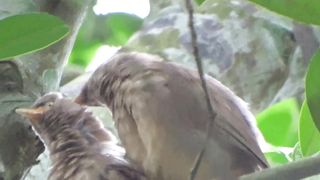Bird love