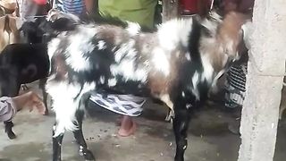 হুজুরের কথা  খাসি খাওয়া হারাম পাঁঠা খাওয়া হালাল