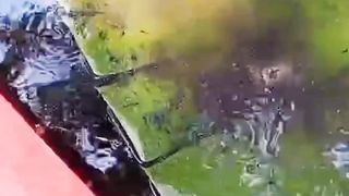Kenapa ada DAUN PISANG dikolam pembenihan lele❗Apa manfaatnya❓