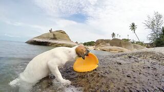 funny dog