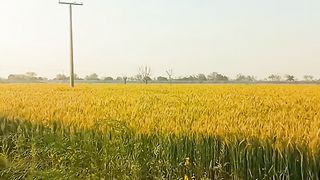 My beautiful village|| spring days || wheat crops
