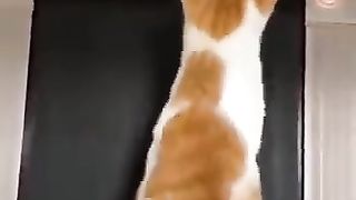 cute animals#shortsvideo