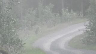 WRC Rally Finland 2019 - 3