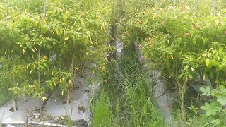 Red cayenne pepper ready to be harvested