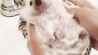 Nothing to see here, just washing a hedgehog.