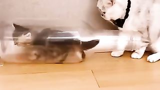 Amazing cat fit in bottle