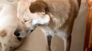 A dog was so sleepy that he fell
