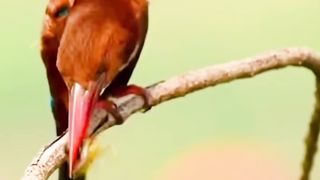 পোকা টি দুষ্ট