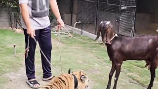 Tiger and Goat Fight ????????