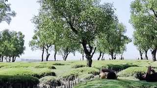 Peace at Nature ????????