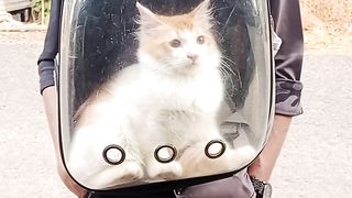 The beautiful cat